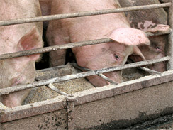 FDA Ordered To Limit Antibiotic Use In Livestock
