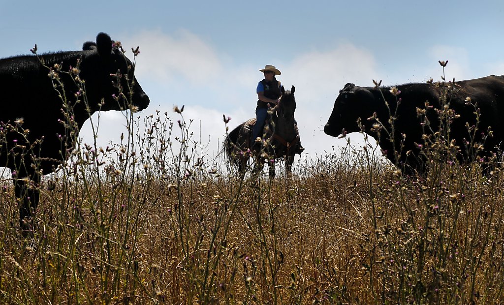 Antibiotic Use Still Widespread In Livestock